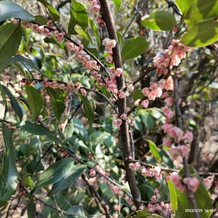 野桂花柃木粉红野山桂四季常春阳台庭院绿植盆栽树桩花香冬季开花