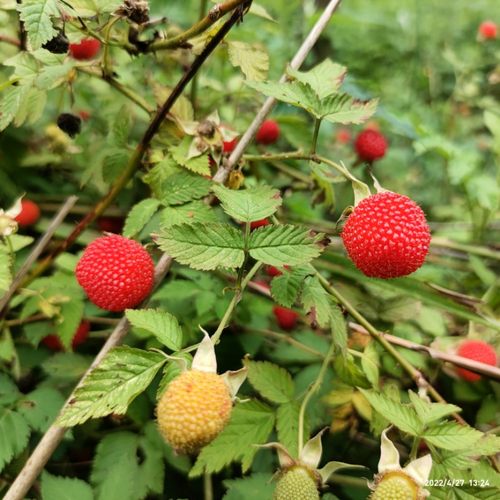 山里三月泡，蓬蘽，空心泡四季常青可盆栽