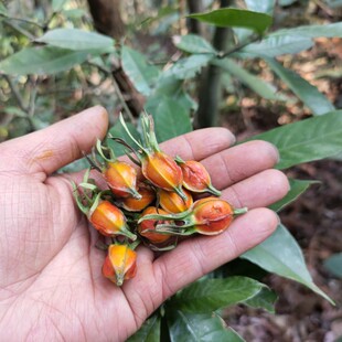 山里黄栀子四季常青花香绿植观赏盆栽