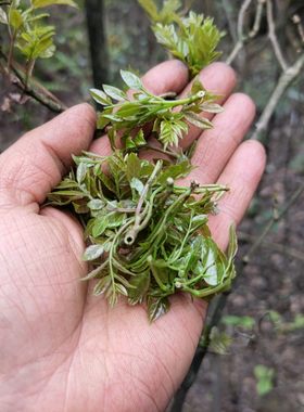 莓茶树苗藤茶苗带土杯显茶茅岩莓茶甘露茶显齿蛇葡萄新鲜包邮