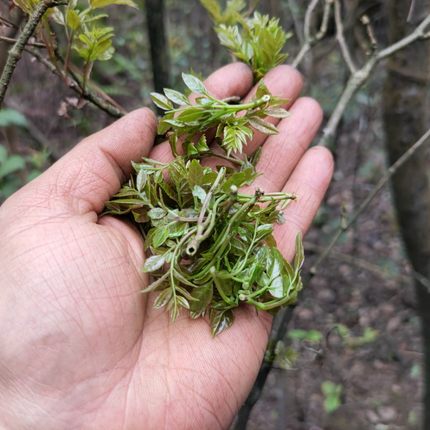 莓茶树苗藤茶苗带土杯显茶茅岩莓茶甘露茶显齿蛇葡萄新鲜包邮