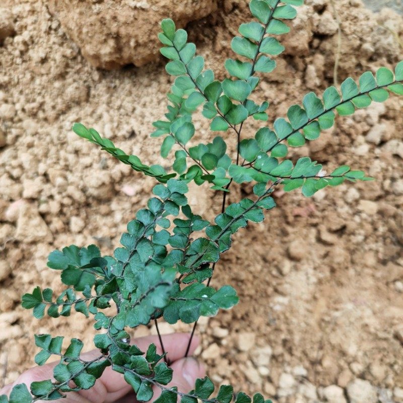 新鲜现挖山里扇叶铁线蕨绿植盆栽中药材植物阳台庭院