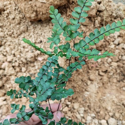 新鲜扇叶铁线蕨新鲜整株阳台