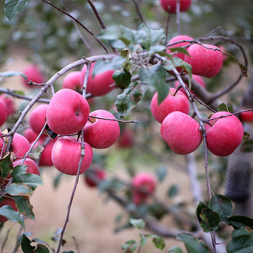 新鲜现摘甜脆孕妇水果