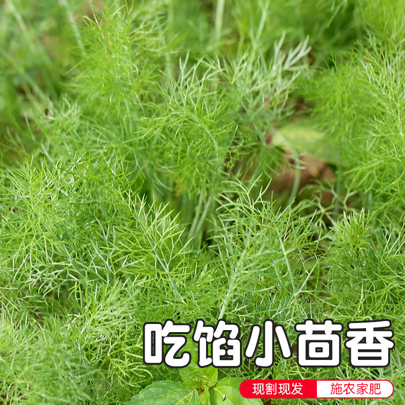 密云农家 当日自种现拔茴香 拌馅 鲜嫩味儿浓 孕妇新鲜蔬菜 500g,水产肉类/新鲜蔬果/熟食,其它,淘宝优惠券,粉丝福利购,淘宝优惠卷