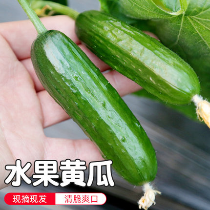 密云农家自种荷兰绿黄瓜 现摘生吃水果黄瓜 新鲜蔬菜嫩黄瓜4斤