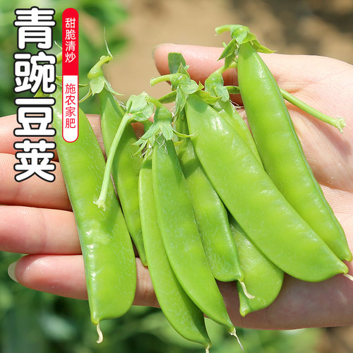 密云农家鲜嫩荷兰豆新鲜脆甜250g