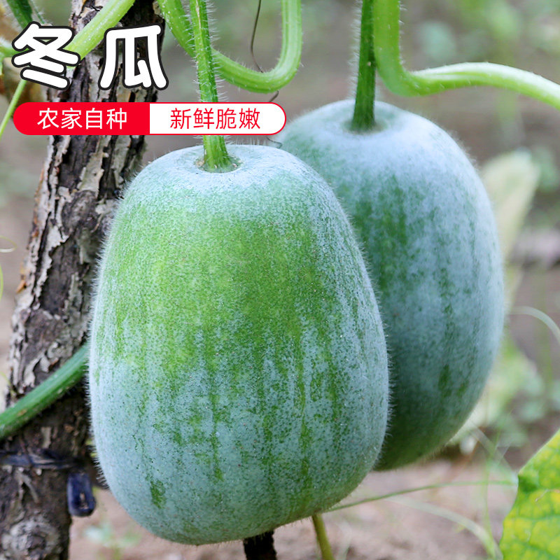 密云农家  自种新鲜小冬瓜 白霜冬瓜 煲汤炒炖蔬菜约5斤