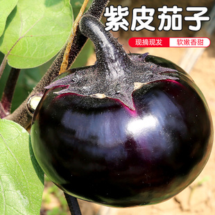 密云农家 新鲜圆茄子 大茄子 施农家肥种植 新鲜蔬菜 1个