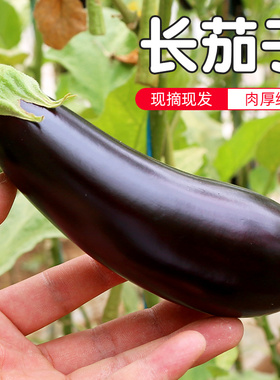 密云农家 每日现摘长茄子 肉厚且细嫩 皮儿薄籽少 口感微甜500g