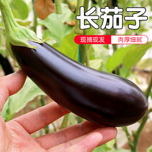 皮儿薄籽少 肉厚且细嫩 口感微甜500g 每日现摘长茄子 密云农家