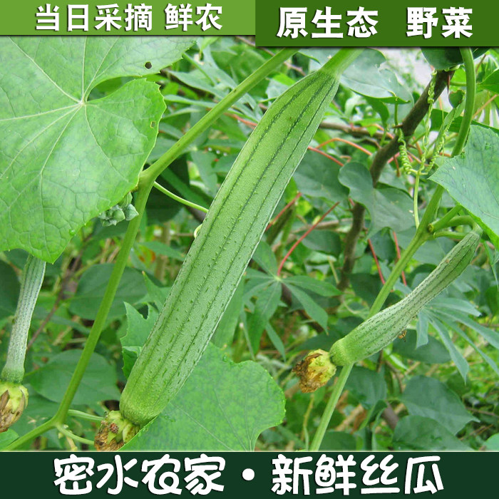 密云农家 每日现采丝瓜 肉丝瓜 新鲜蔬菜 皮薄肉厚500g 自然成熟