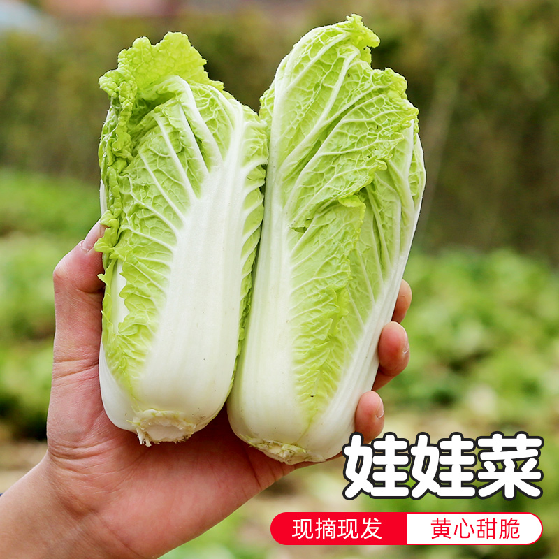 密云农家 鲜嫩脆甜 娃娃菜约550g 2颗 新鲜蔬菜 施农家肥