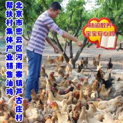 密水农家林间散养正宗老北京油鸡一只 生鲜 新鲜溜达黄油鸡