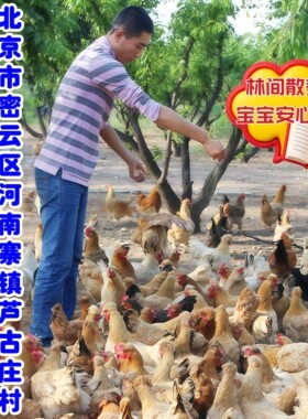 密水农家林间散养正宗老北京油鸡一只 生鲜 新鲜溜达黄油鸡