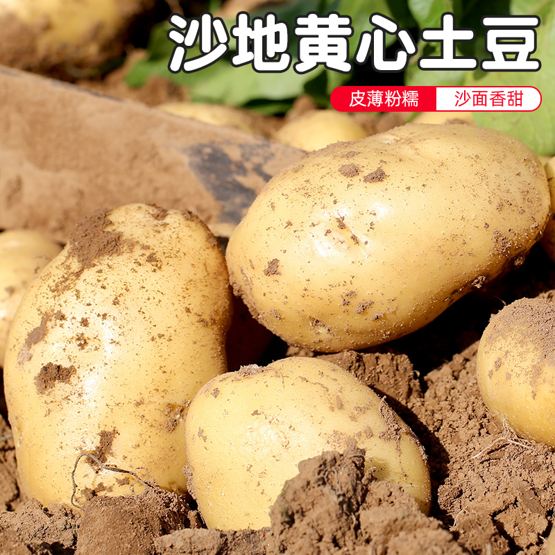 密云农家每日现挖土豆膨大剂