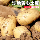 无膨大剂 自种马铃薯农家肥 新鲜蔬菜500g 每日现挖土豆 密云农家