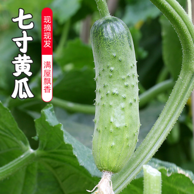 密云农家 适合生吃七寸黄瓜 水果黄瓜 鲜嫩脆口 秋黄瓜3斤