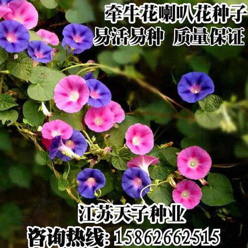攀援爬藤垂吊易活庭院牵牛花种子