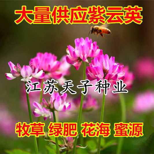 紫云英种子红花草食用野菜果园养蜂蜜源绿肥植物紫花苜蓿牧草种籽