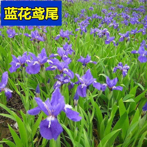室外宿根矮生绿化植物蓝花鸢尾
