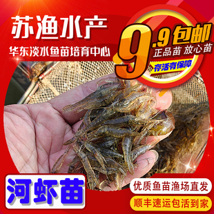 河虾苗青虾苗淡水养殖太湖虾苗长臂大头虾苗养殖淡水清虾苗活体