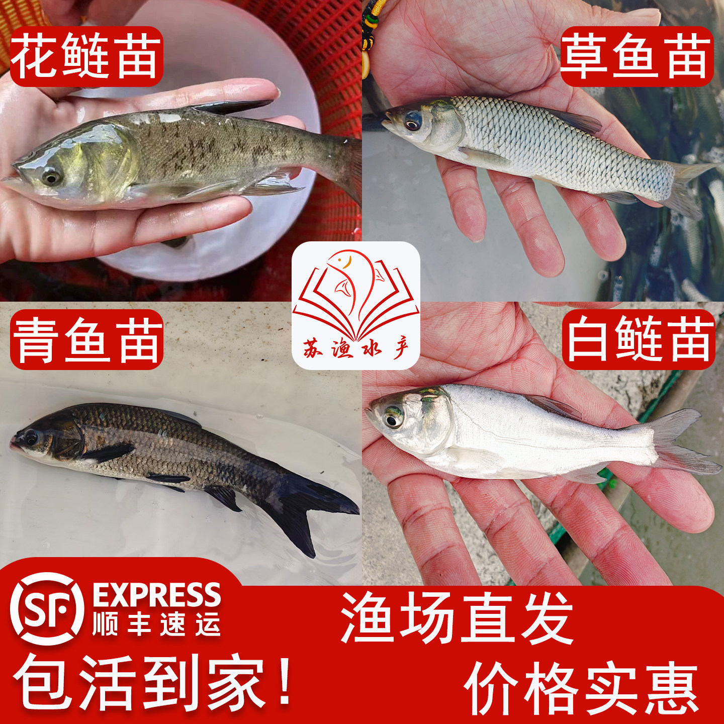 花鲢苗白鲢苗草鱼苗青鱼苗淡水
