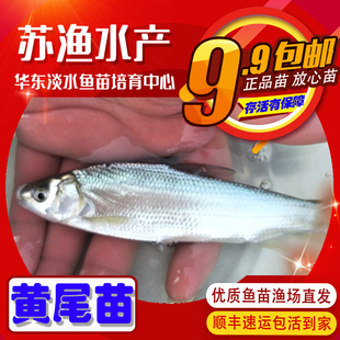 黄尾鱼苗红尾鱼苗青梢鱼苗黄尾密鲴苗黄姑子黄尾巴淡水鱼打氧喂食