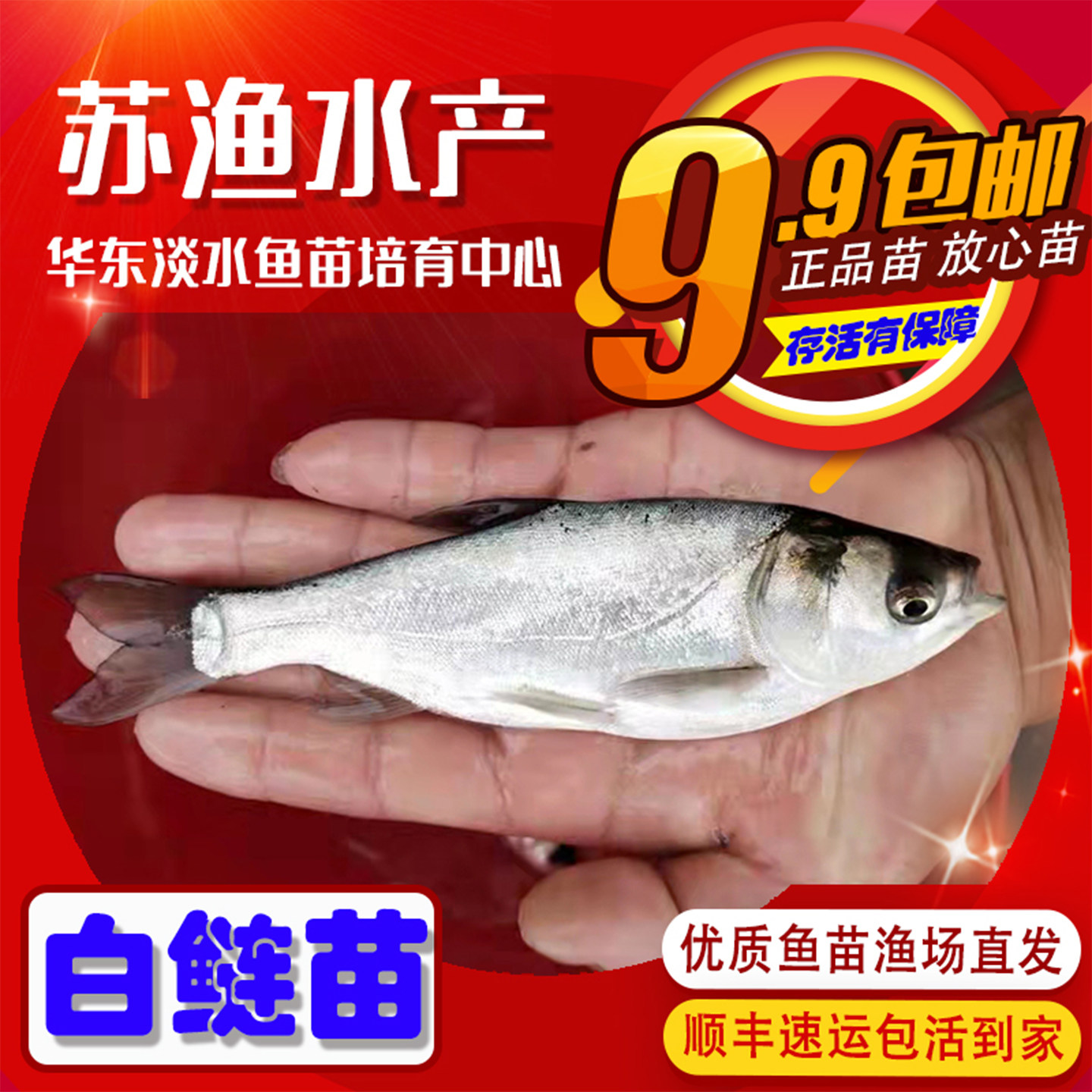 大规格白鲢苗跳鲢苗白鲢子花鲢水鲢鳙鱼四大家鱼淡水养殖活体鱼苗