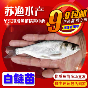 大规格白鲢苗跳鲢苗白鲢子花鲢水鲢鳙鱼四大家鱼淡水养殖活体鱼苗