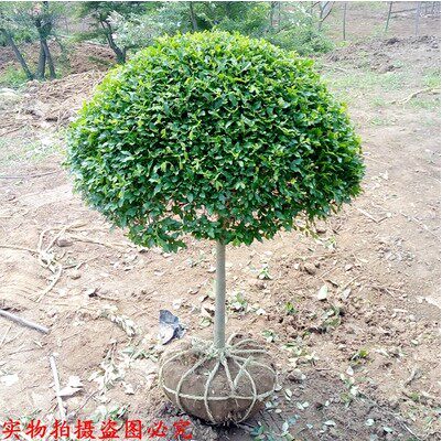 小叶女贞造型盆景树桩球形树苗庭院别墅植物小区苗木包邮