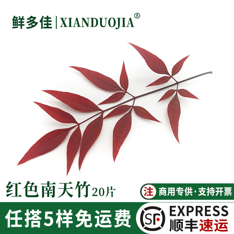 红色南天竹新鲜红南天竹叶点缀