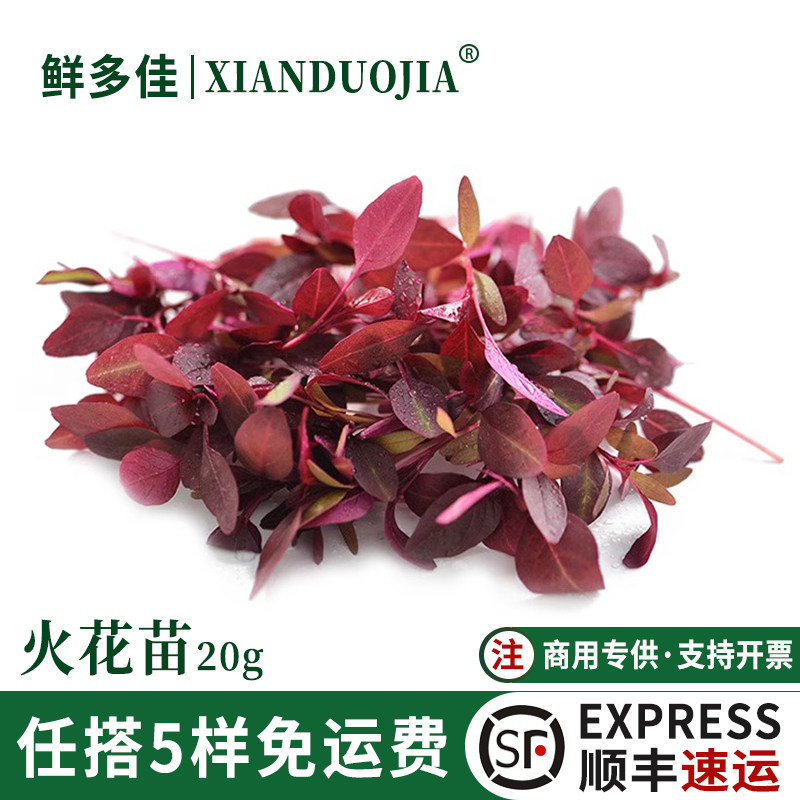 新鲜火红苗安曼红苗食用芽苗蔬菜