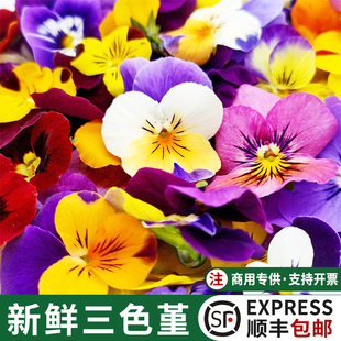 新鲜三色堇食用花卉烘焙蛋糕装饰点缀鲜花日料刺身西餐摆盘花草