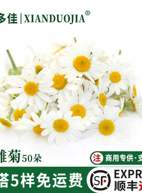 洋甘菊新鲜迷你菊花摆盘装饰鲜花