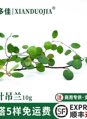 千叶吊兰叶子烘焙蛋糕装饰长寿藤叶子西餐日料刺身摆盘点缀花草