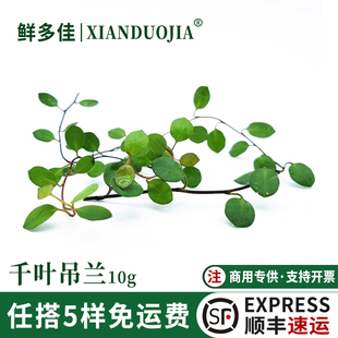 千叶吊兰叶子烘焙蛋糕装 饰长寿藤叶子西餐日料刺身摆盘点缀花草