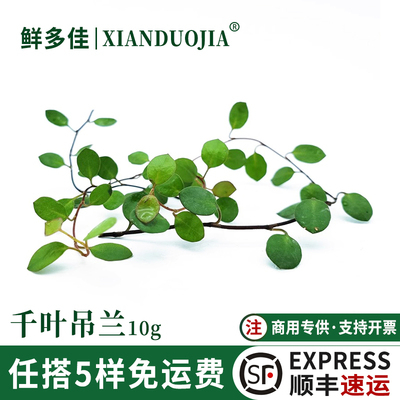 千叶吊兰叶子长寿藤蛋糕装饰花草