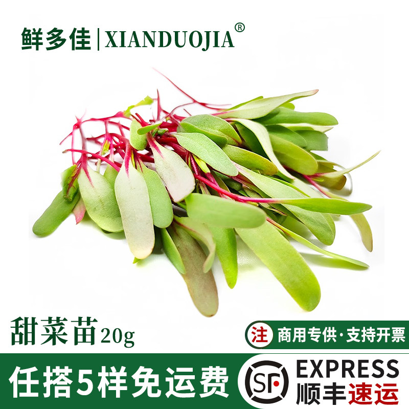 新鲜甜菜苗牛皮草食用芽苗蔬菜