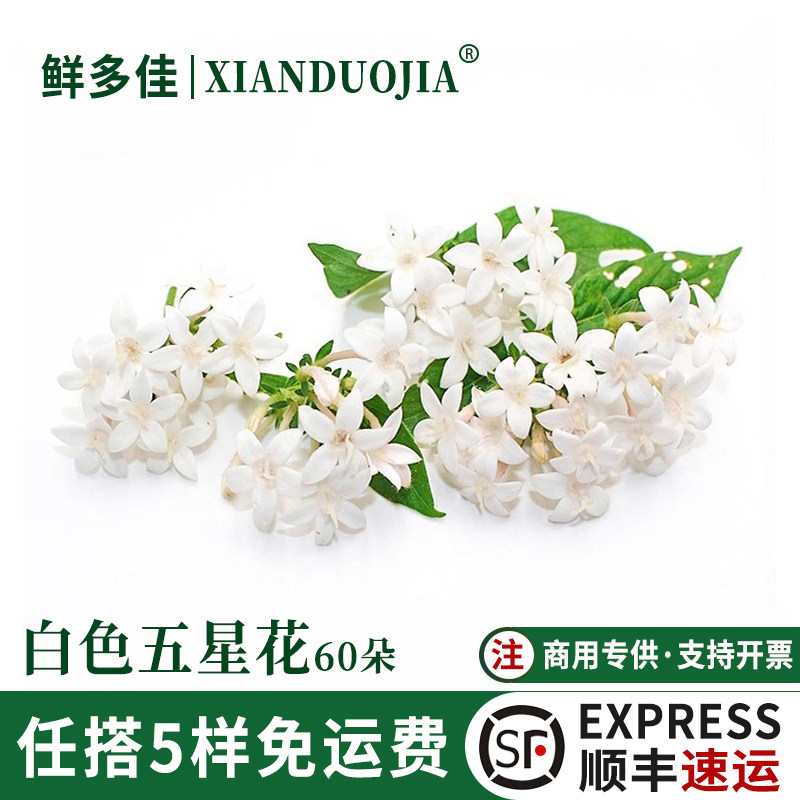 新鲜白色五星花摆盘装饰花草