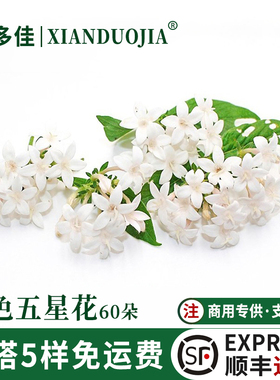 新鲜白色五星花 白色小花繁星花酒店西餐厅冷艺蛋糕摆盘装饰鲜花