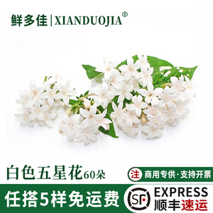 新鲜白色五星花摆盘装饰花草