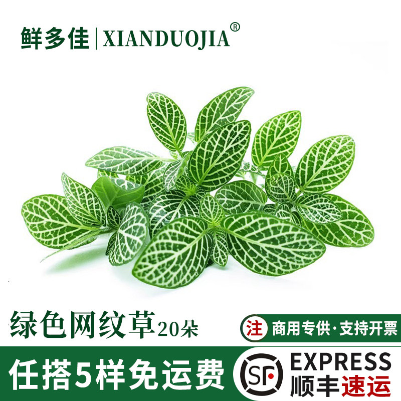 绿色网纹草新鲜网纹叶子装饰草