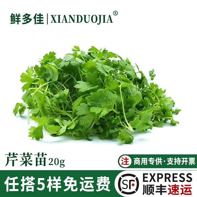新鲜芹菜苗香芹苗可食用芽苗蔬菜