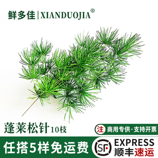 蓬莱松针新鲜松树针叶烘焙蛋糕西餐摆盘装饰花草可食用花草蓬莱松