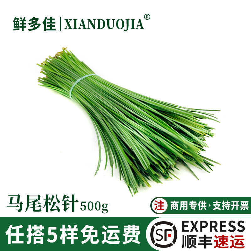 马尾松针新鲜松树叶细松毛垫盘