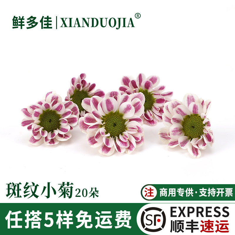 斑纹小菊新鲜菊花摆盘装饰花草