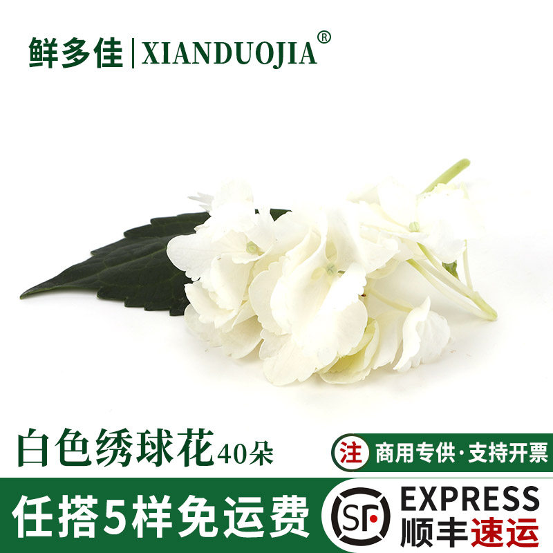 白色绣球花新鲜白绣球装饰鲜花