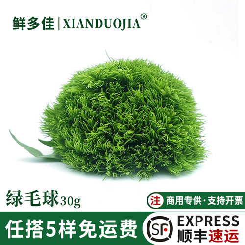 绿毛球新鲜可食用绿石竹装饰花草