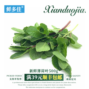 薄荷叶新鲜食用调酒吧台奶茶店用留兰香薄荷叶子烘焙泡水装饰摆盘